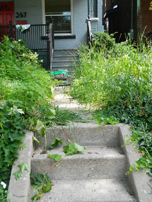 Little Italy Front Garden Clean up before by Paul Jung Gardening Services Toronto Little Italy Front Garden Clean up before by Paul Jung Gardening Services Toronto