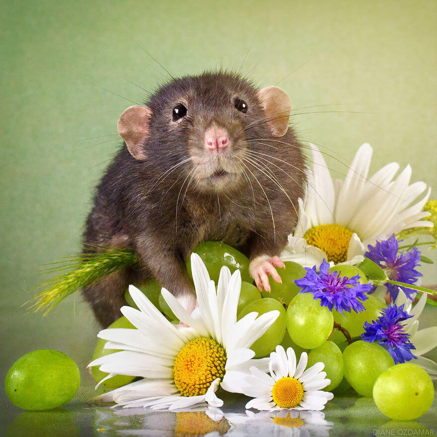 Artist Has Been Photographing Rats For Years To Make The World Love Their Image