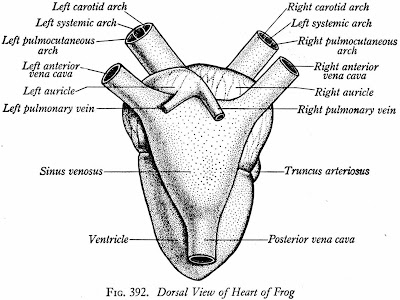 Standard Note: Structure and working of Frog's heart