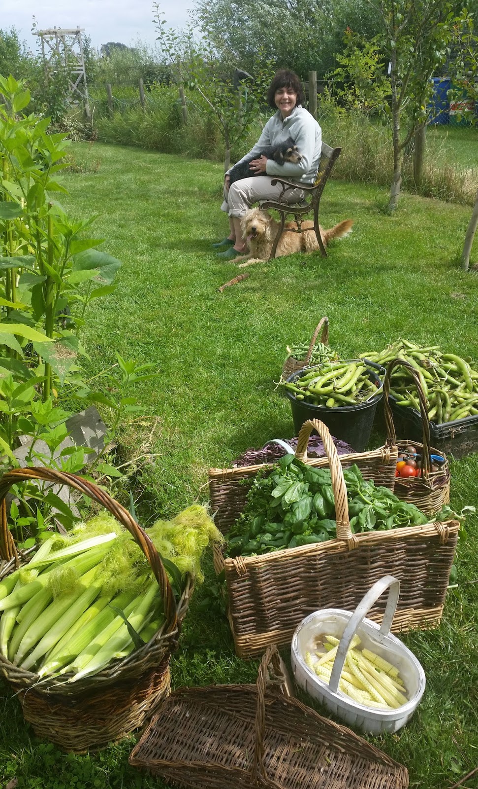Tales from Swallow Farm Broad Beans Sleeping In A Blankety Bed...