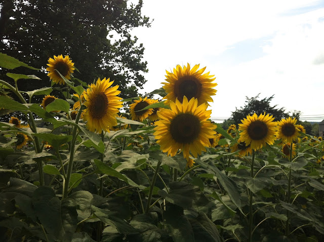 Buttonwood Farms Ice Cream