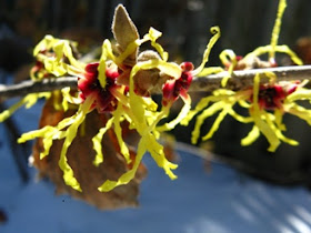 Hamamelis x intermedia Arnold Promise witch hazel spring blooms by garden muses-not another Toronto gardening blog
