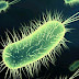 Contant geld bevat gemiddeld 11.000 bacteriën