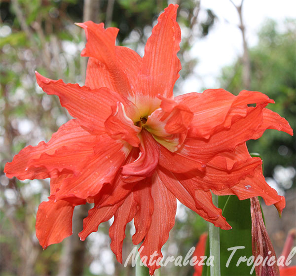 Variedad moñuda de la flor del Lirio Naranja, Hippeastrum puniceum
