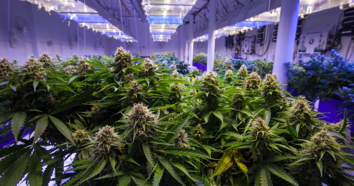Northern Michigan University Is Offering A Degree In Cannabis With