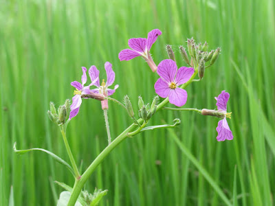 wildflower wednesday photography identification