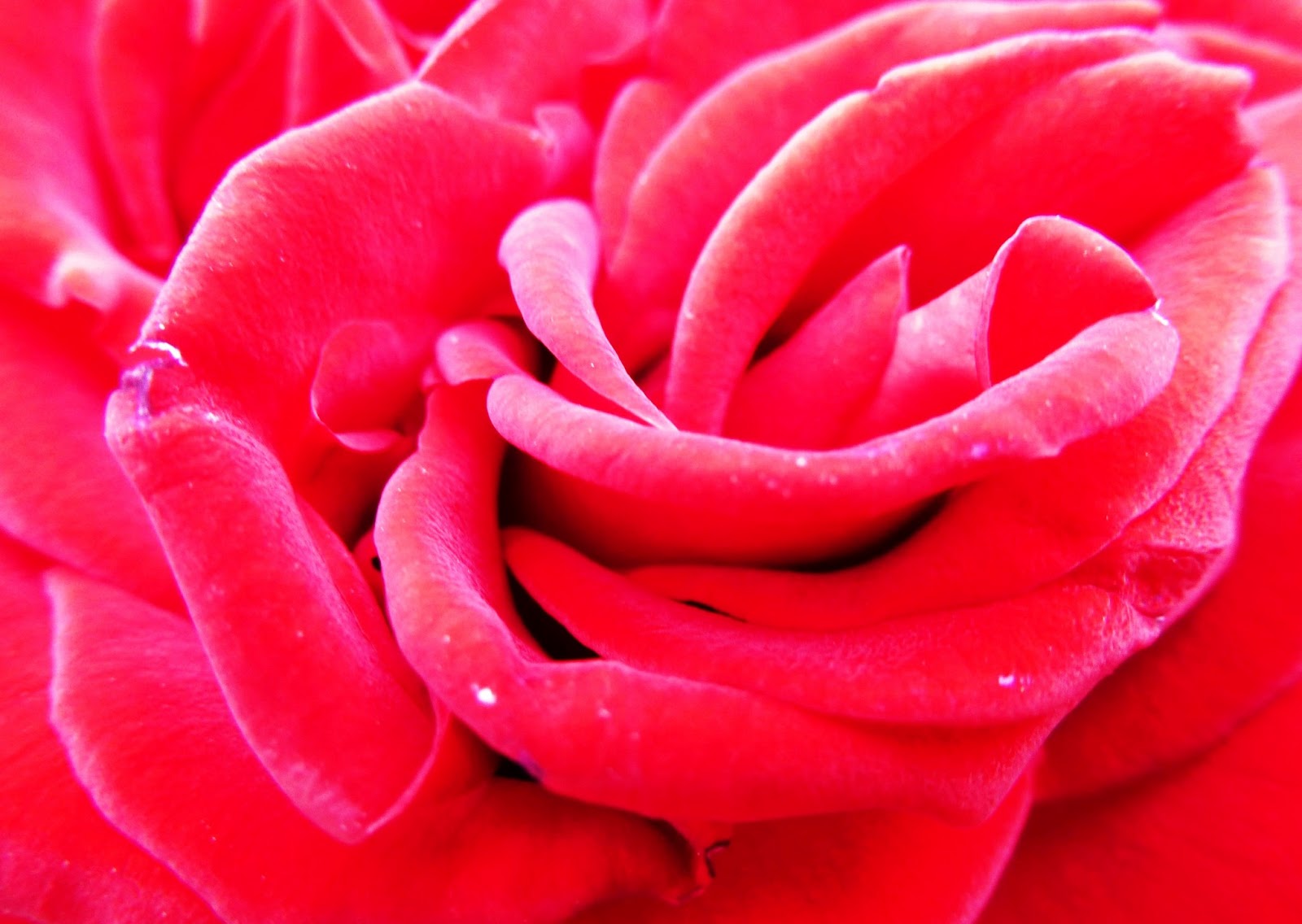 Fernando Ruz Tiempo de rosas