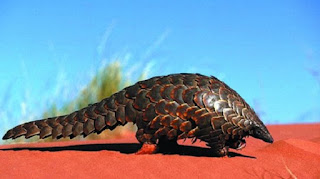 8 Hewan Berkhasiat Obat Hewan digunakan sebagai sumber pengobatan sejak lama 8 Hewan Berkhasiat Obat