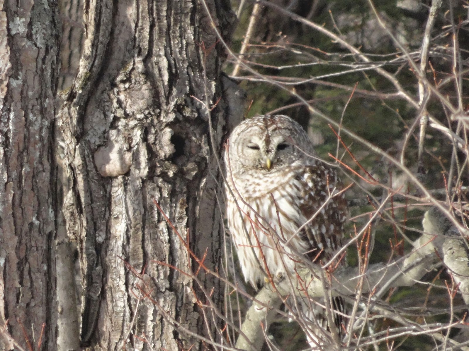 Outdoor Enthusiast A Barred Owl in New Hampshire
