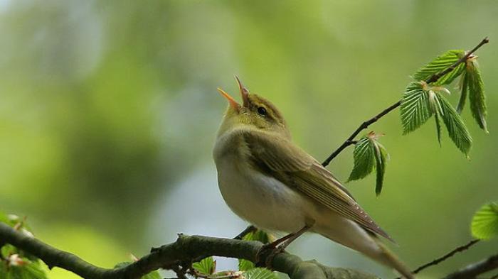 Mengapa Burung Bernyanyi? Alasannya Tak Terduga! | Naviri Magazine