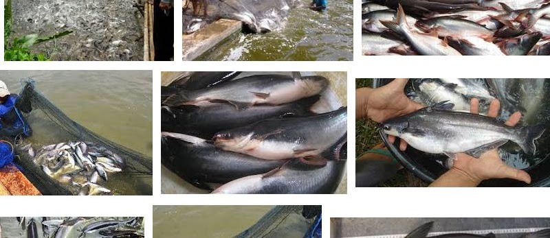 Mengenal Ikan Patin Secara Detail (Catfish)