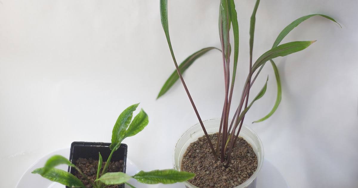 BH CRYPTOCORYNE cryptocorynes sp