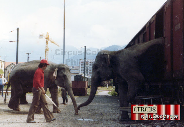 les éléphants du cirque sont déchargé du train