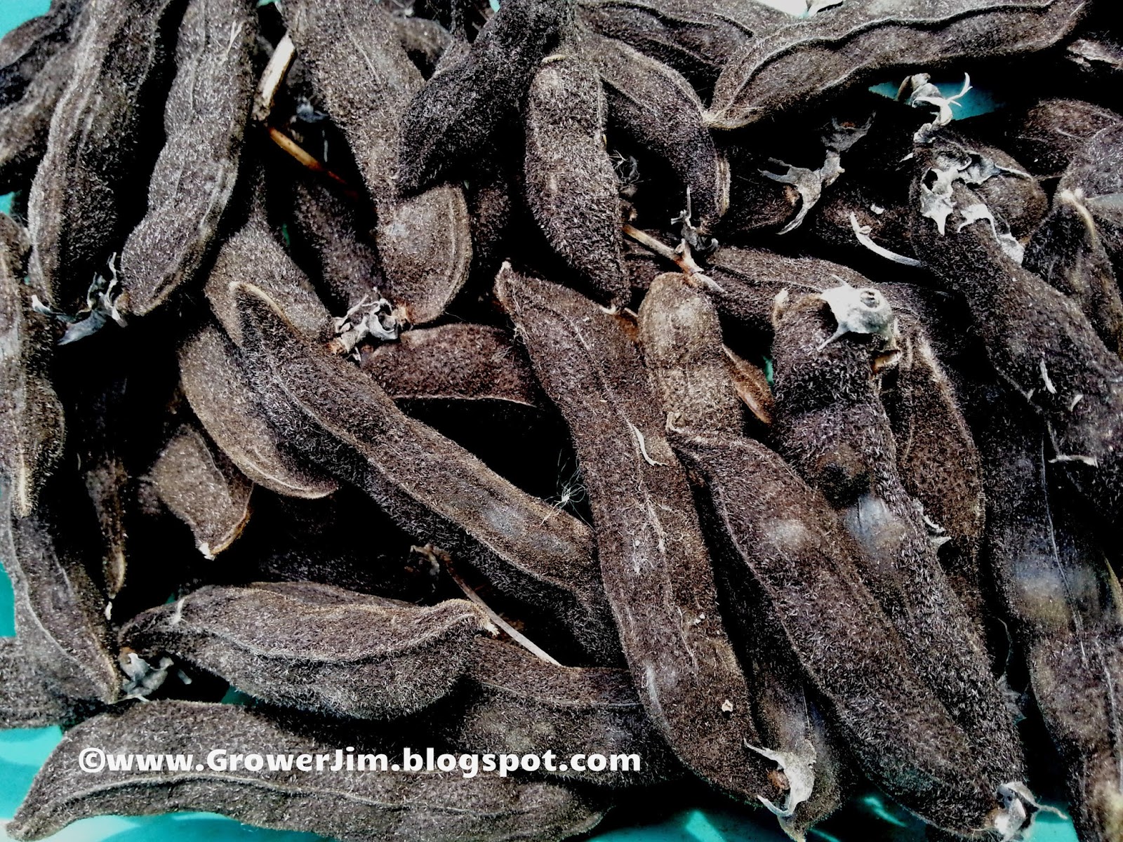 Garden Adventures Velvet bean (Mucuna pruriens var. utilis)