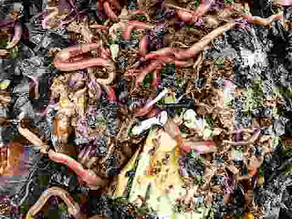 dream meaning of worms dream meaning of worms