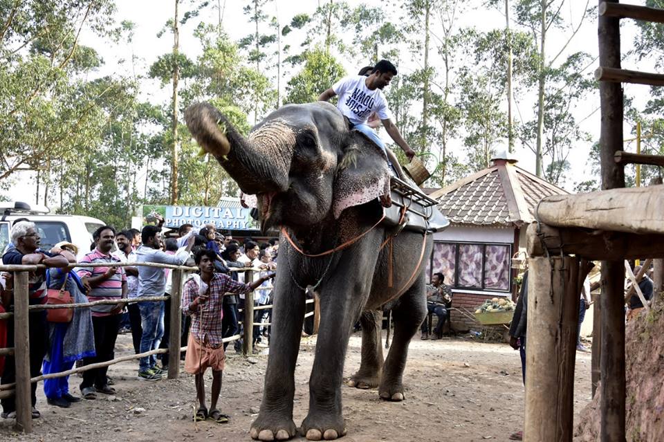 Carmelagiri Elephant Park Elephant Ride In Munnar Travelet