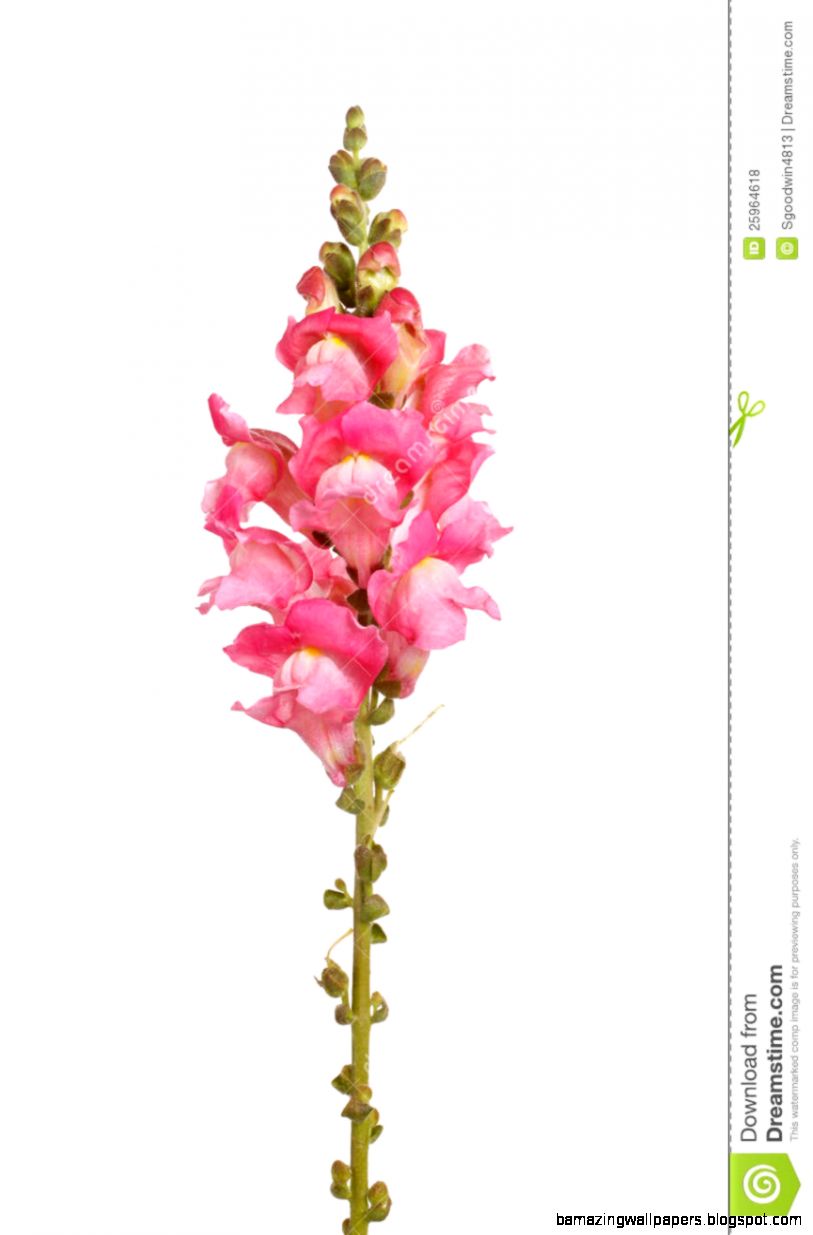 Single Stem Of Pink Shapdragon Flowers Royalty Free Stock Photos