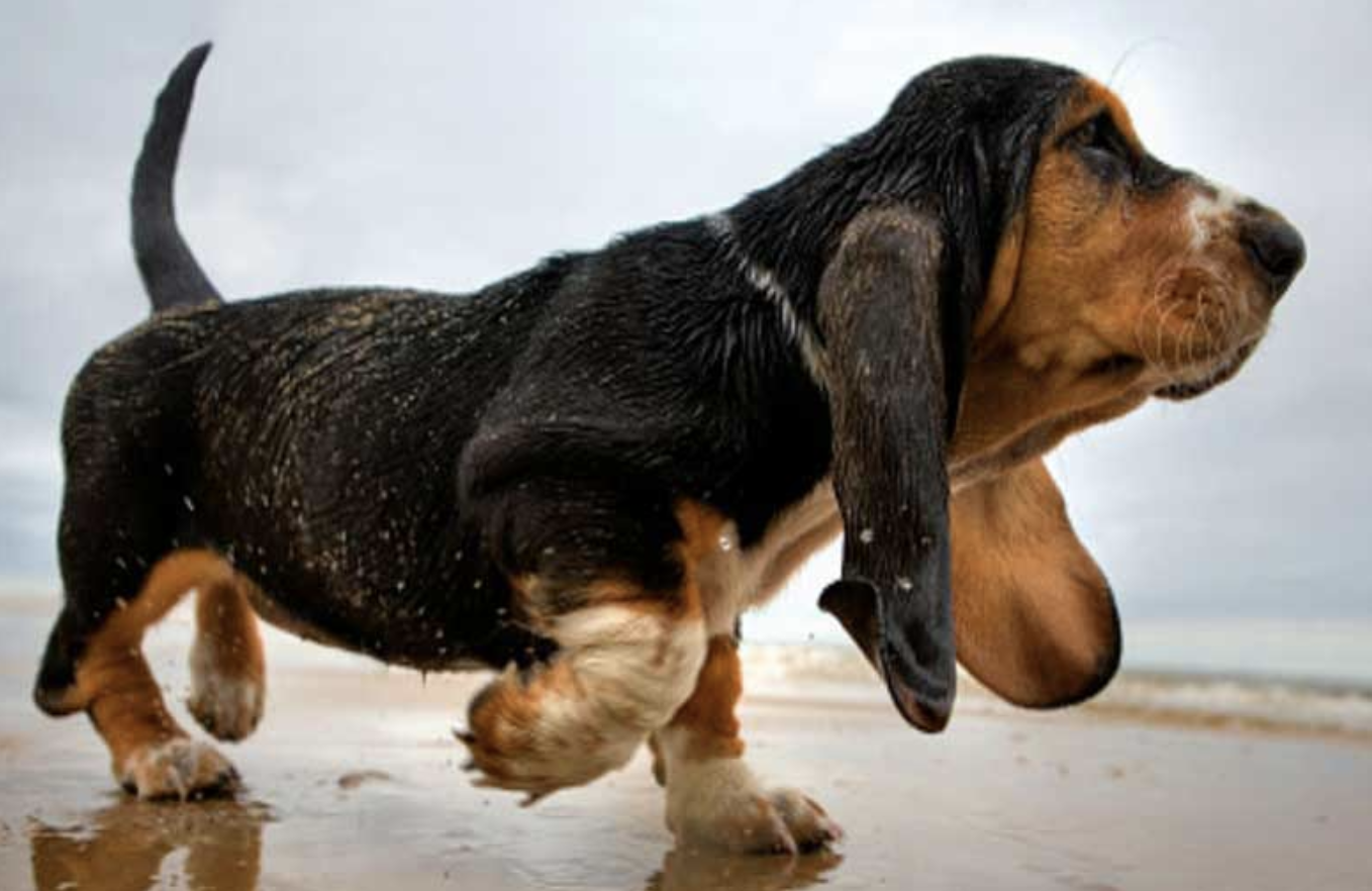 TGVET Perchè il mio cane zoppica?