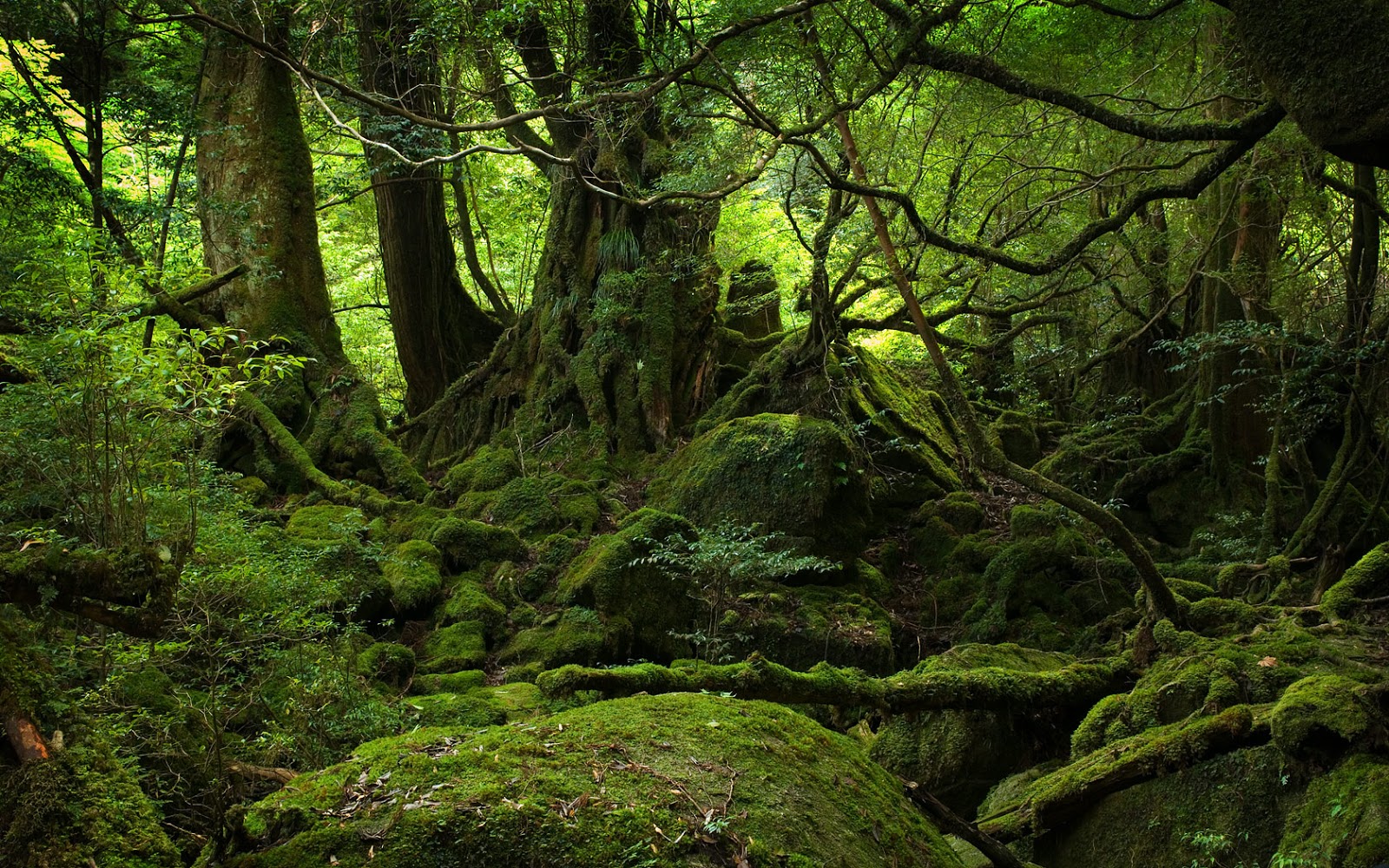 Moss Covered Stones Trees HD Nature Wallpapers