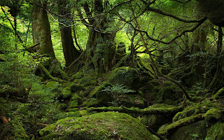 Moss Covered Tree Jungle Forest HD Wallpaper