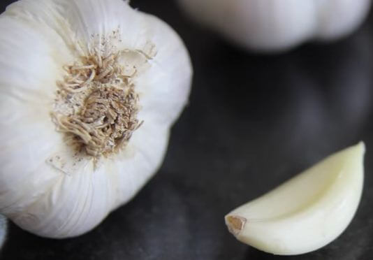 Garlic