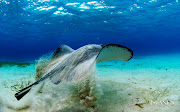 Famous Cayman Islands Sting Ray (cayman islands large )