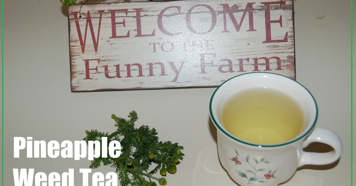 Our Little Backyard Farm Pineapple Weed Tea Herbal Tea Wild edibles