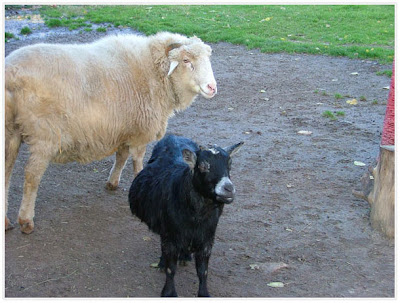 domestic animals photos for kids |Zoo Animals