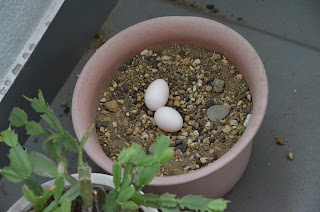 ハトの卵の写真