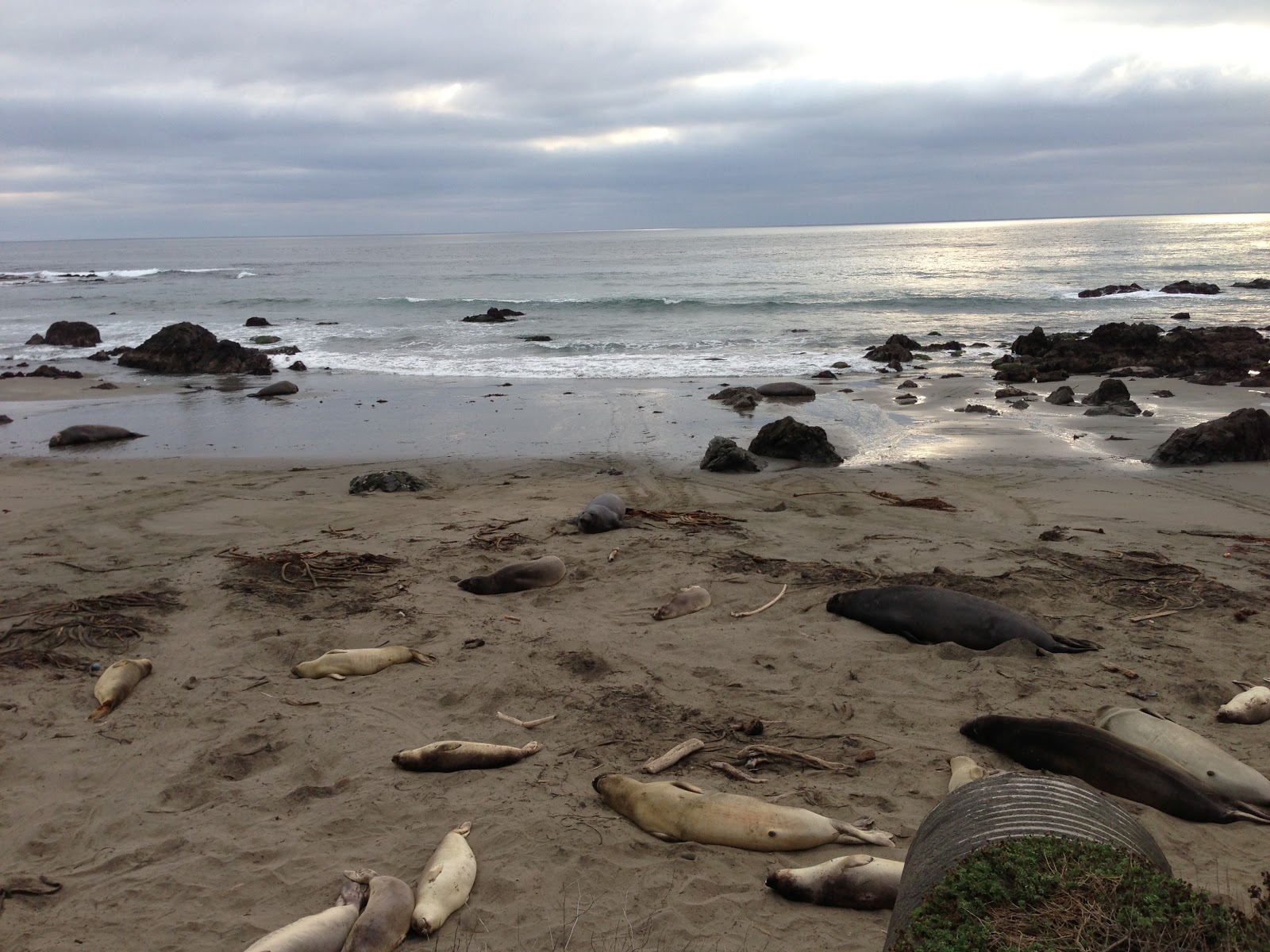 GREAT EATS HAWAII: ELEPHANT SEALS - CAMBRIA, CALIFORNIA