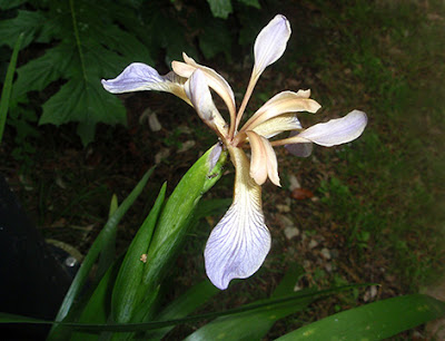 Flor de lirio hediondo (Iris foetidissima)