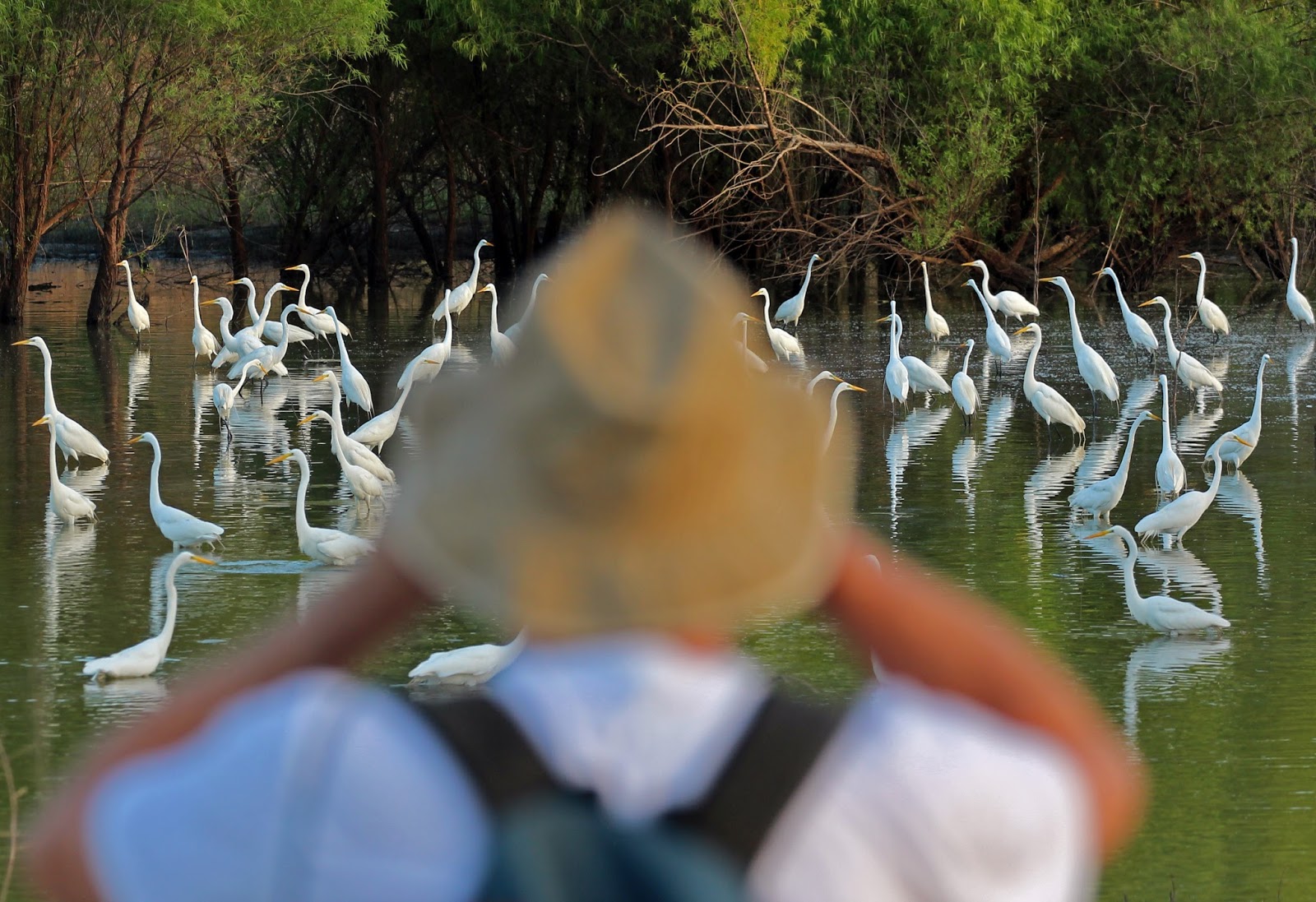 Dallas Trinity Trails Great Trinity Forest Wading Birds