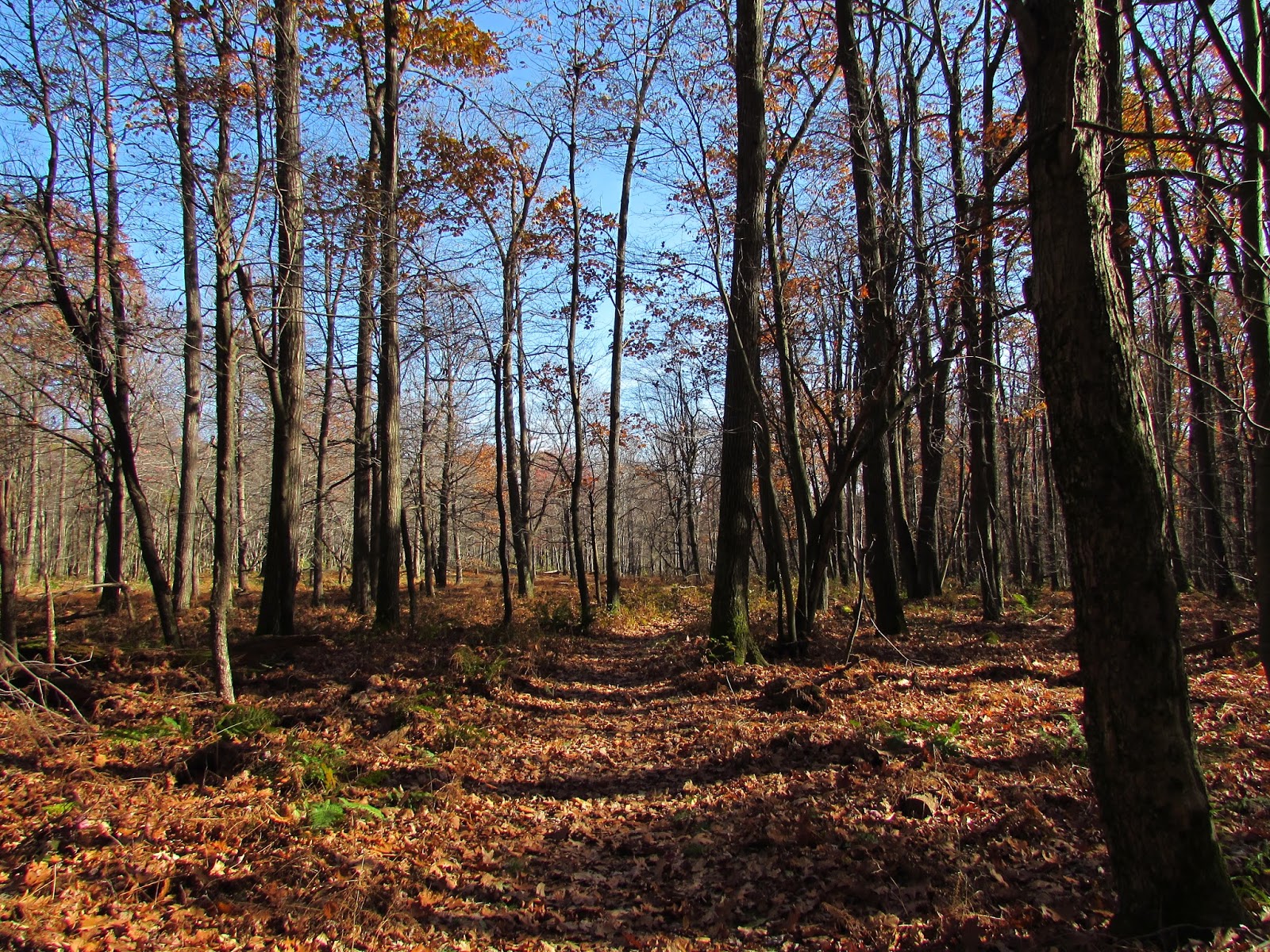 Beam Rocks Overlook Hike And Linn Run State Park Laughlintown Pa