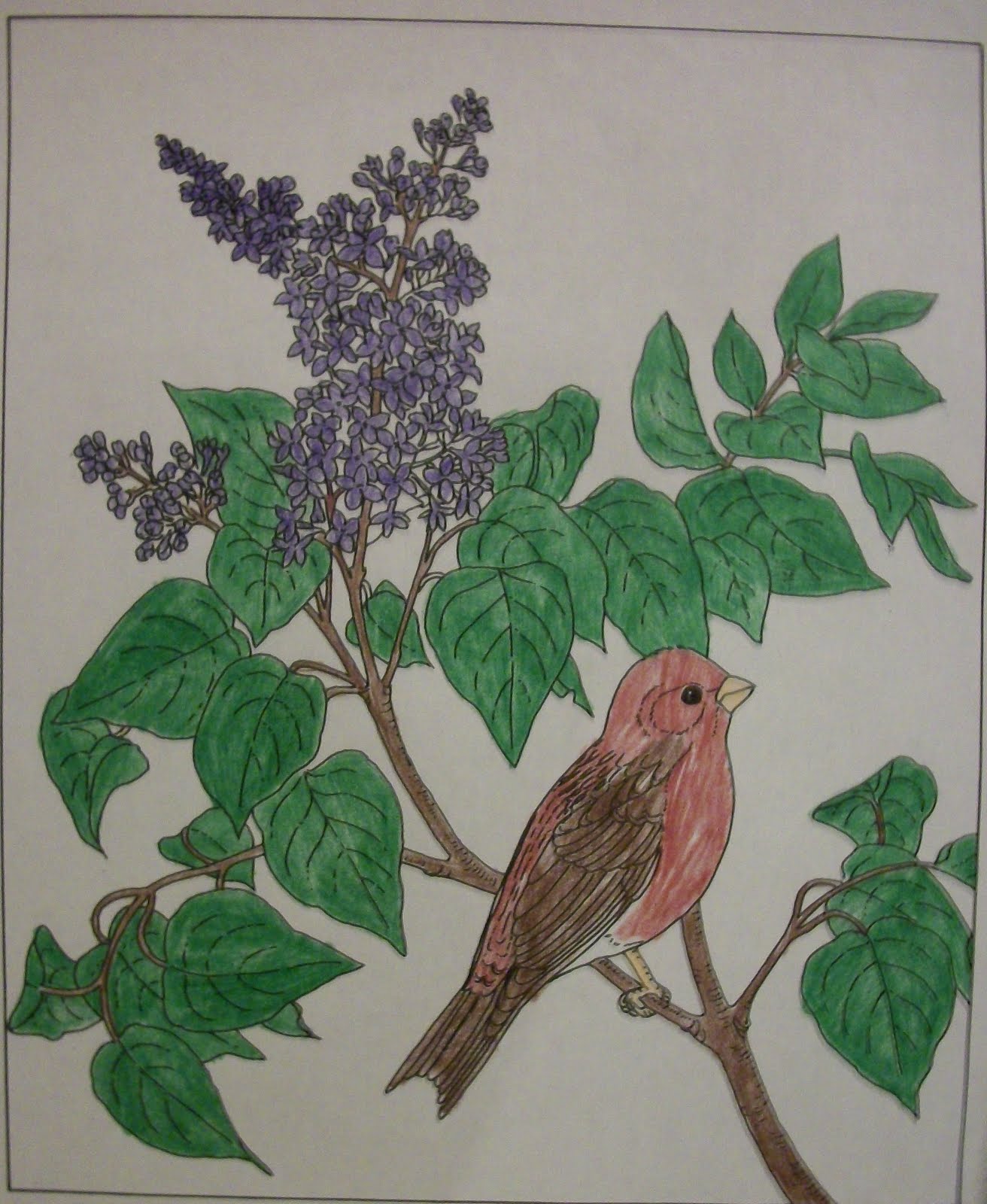 Knitted by god s plan state birds and flowers 