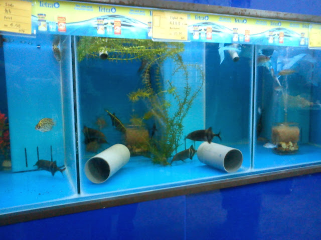 Senyum macam saya.!: PetShop itu Kedai Haiwan Peliharaan.