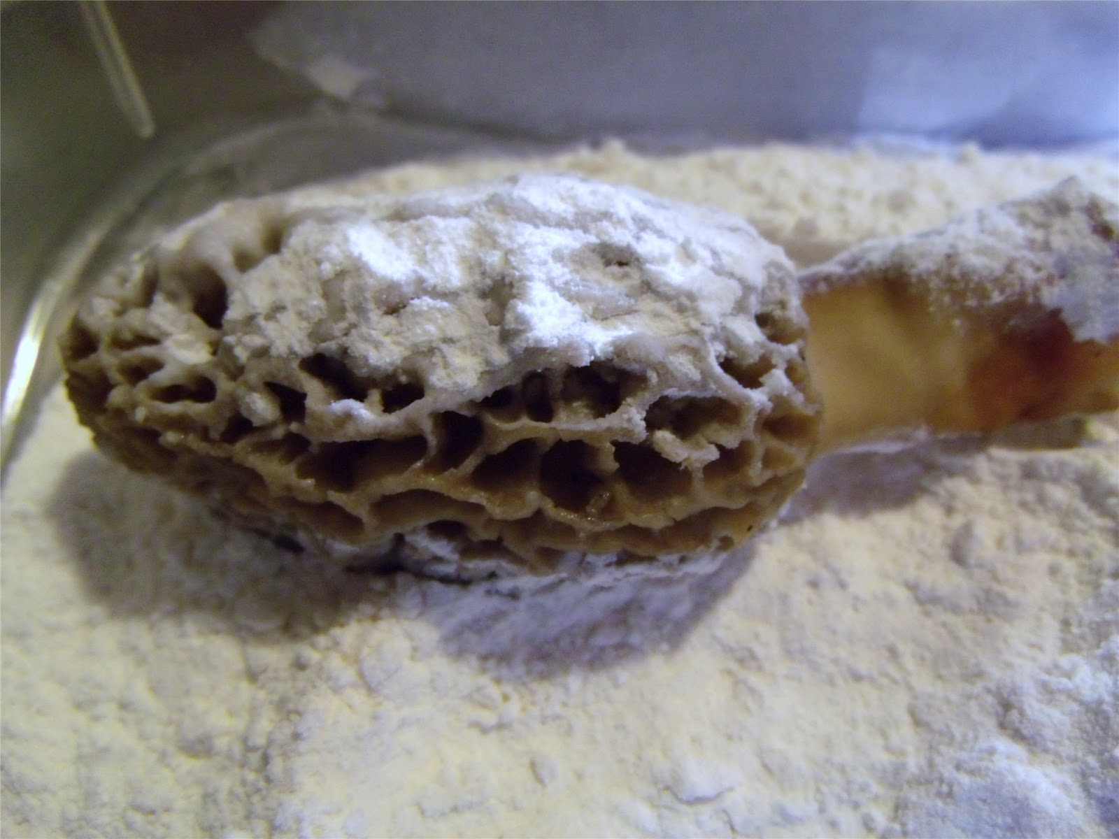 Whatcha Got Cooking? The Delicious Edible Morel Mushroom