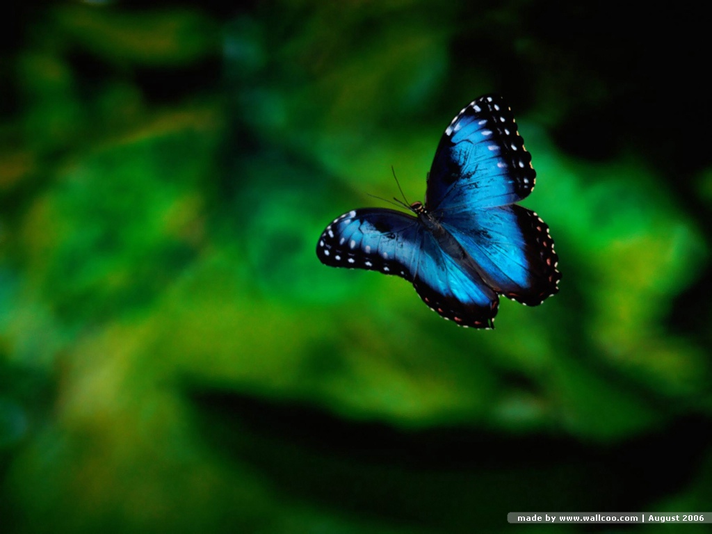 http://3.bp.blogspot.com/-VtGB_eKmffo/UMSQfSF37-I/AAAAAAAALVc/GUACLo9sg7k/s1600/Best+Blue+Butterfly+Wallpaper.jpg