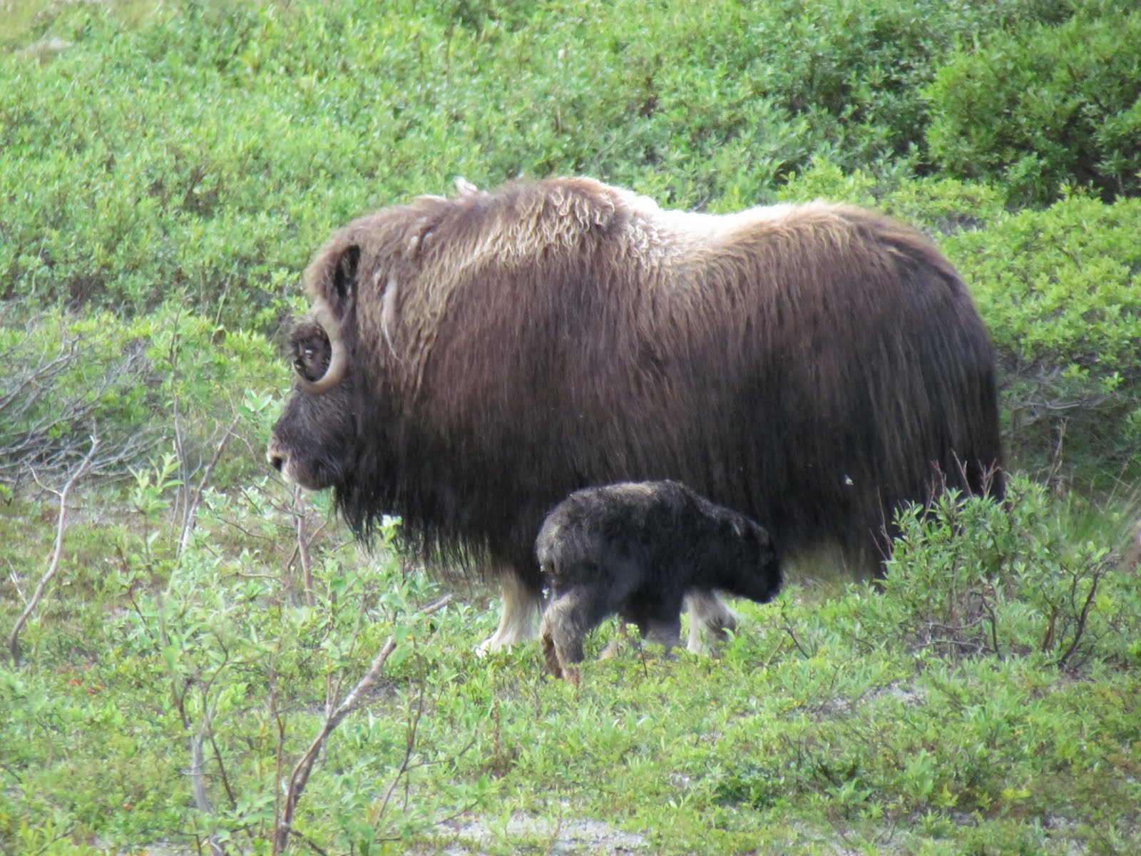 Tales of Teller: Mama and Baby Musk Ox