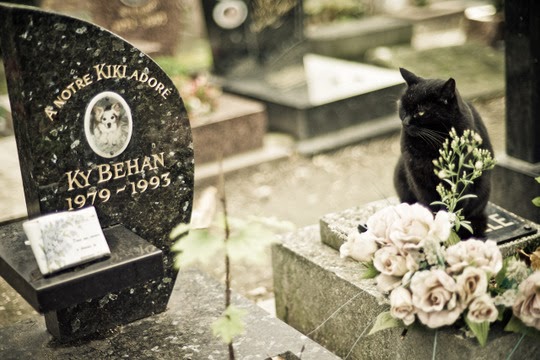 cat in a dog cemetery