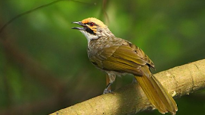 Download Suara Burung Cucak Rawa / Rowo Gacor Mp3