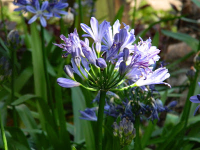 Agapanthus Lily of the Nile Allan Gardens Conservatory 2016 Spring Flower Show by garden muses-not another Toronto gardening blog