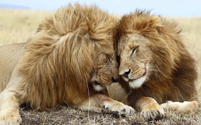 Foto van twee leeuwen aan het knuffelen