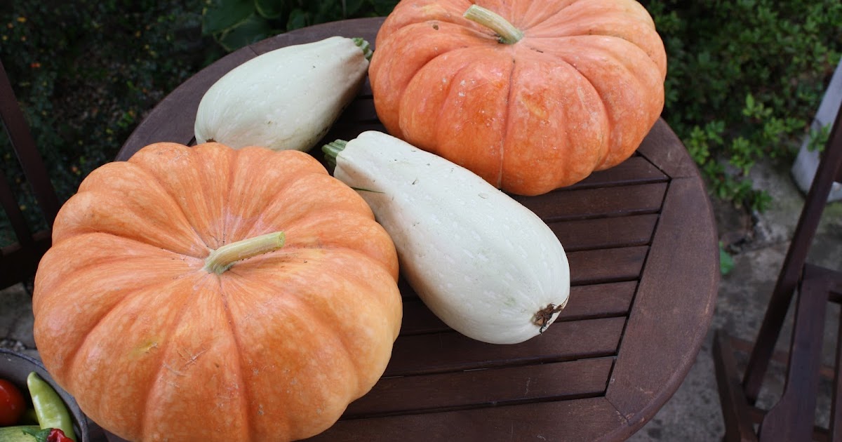 the-redeemed-gardener-how-to-grow-pumpkins-successfully