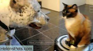 funny animals cat and dog