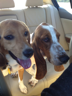 beagle and basset