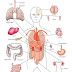 Internal Body Parts Of Woman : anatomy and physiology - Google Search