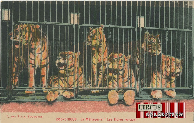 6 tigres royaux de la ménagerie du Zoo-Circus (carte postale)