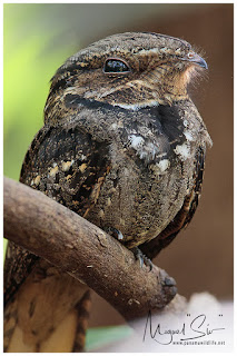 Chuck-Will’s-Widow (Antrostomus carolinensis) - brown adult