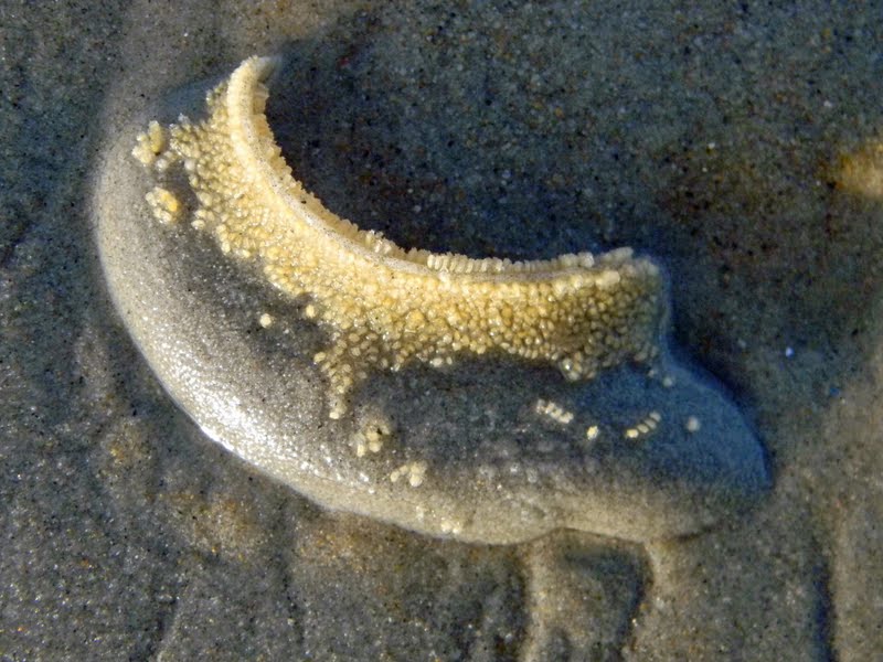 The Plover Warden Diaries moon snails