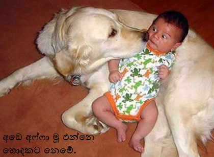 dog.jpg